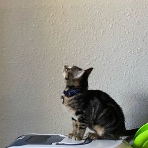 Meet your Posher, Susana